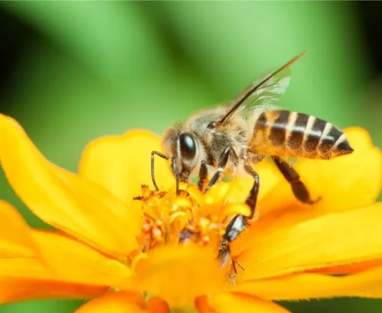 1. bee bus stop