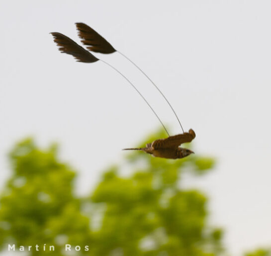 New New Nightjar