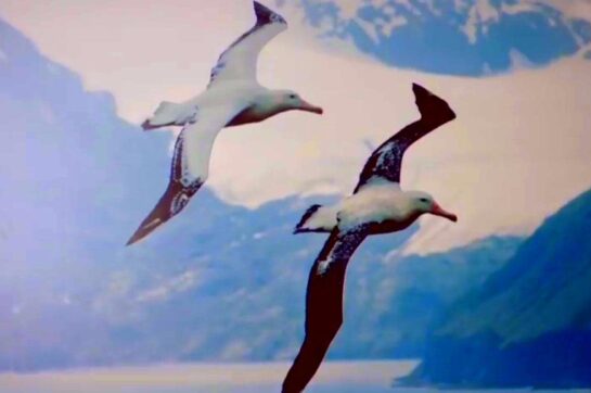 albatross 1