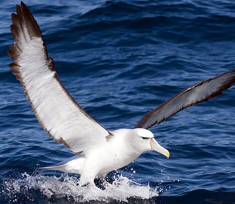 albatross 3