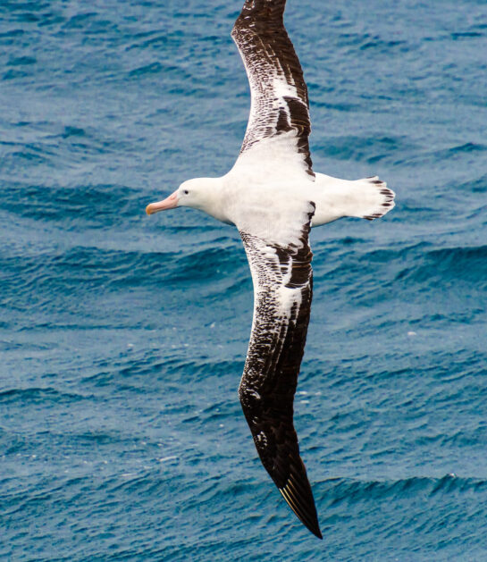albatross new 2 New