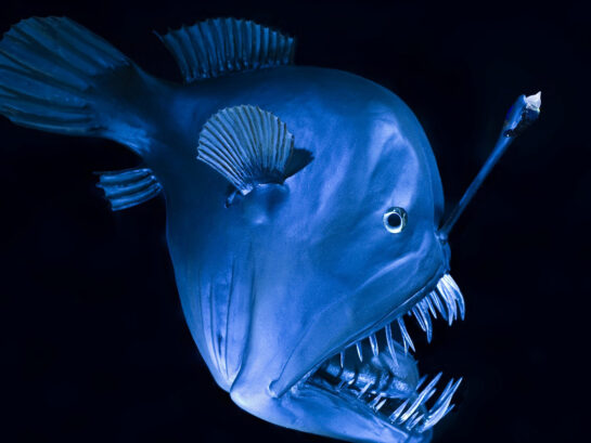 angler fish 3