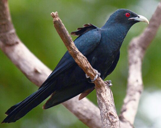 asian koel