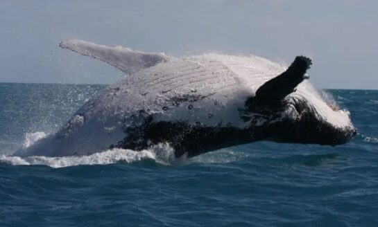 baby whale 1 New