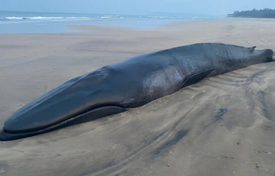 baby whale 2 New