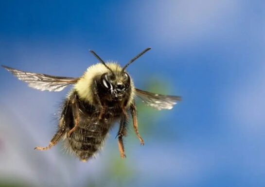 bumblebee 1 New