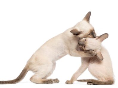 cat fighting 2