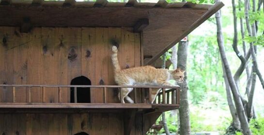 cat town 1