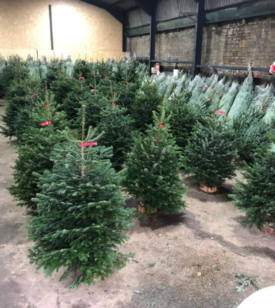 christmas tree 3