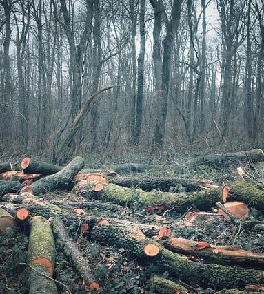 climate change- cutting trees
