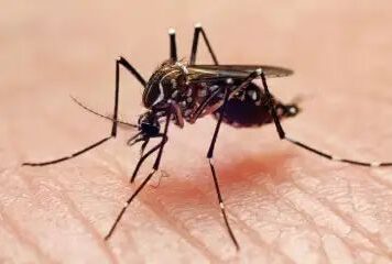 climate health 2 mosquito New