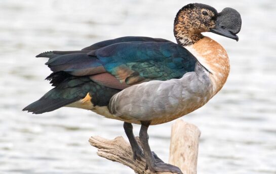 comb duck