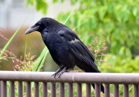 crow new new