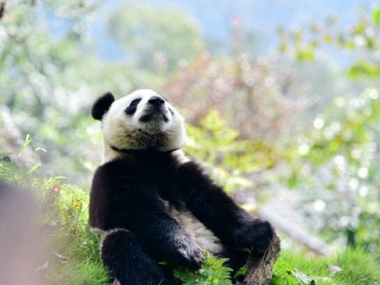 danger panda 2