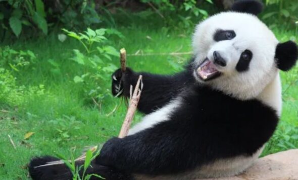 danger panda 3 New