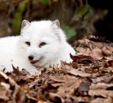 due to climate change- animal