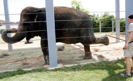 elephant yoga 2