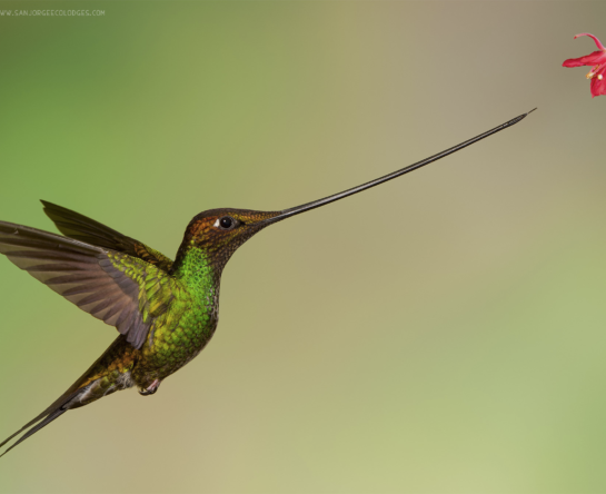 hummingbird 1