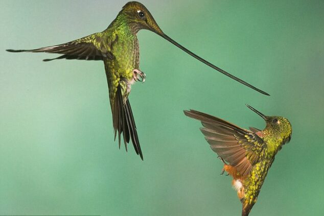 hummingbird 2- attack