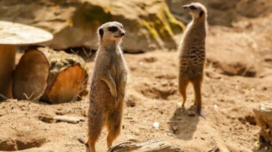 meerkat 3 standing New