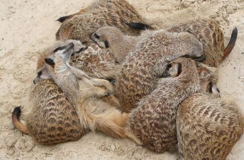meerkat 5 sleeping