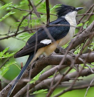 migrated bird 1