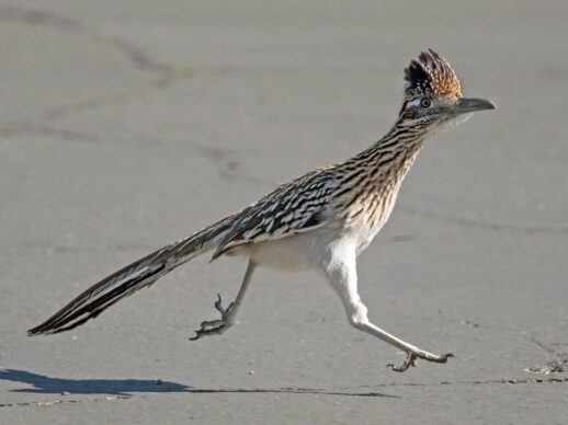 roadrunner 1