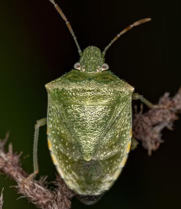 treehopper 3 new