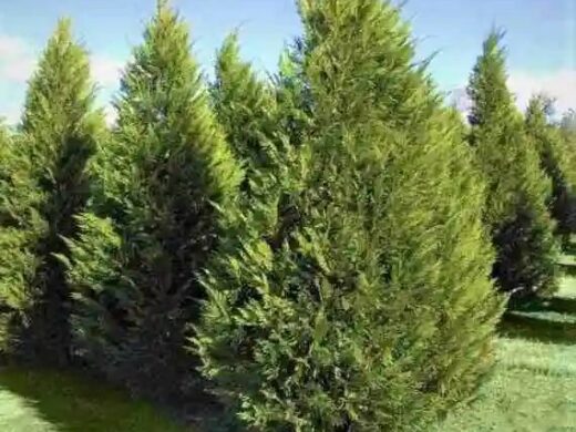 trees and sound 2 New